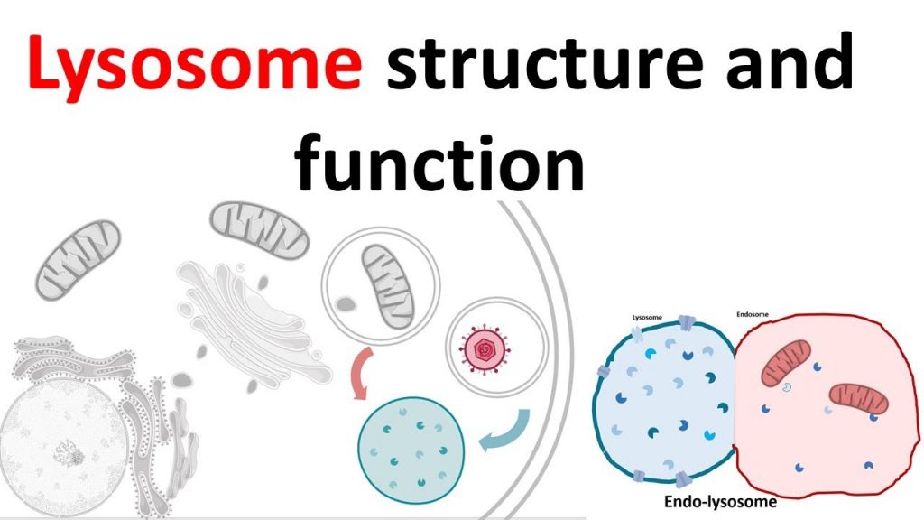 Lysosomes and their Functions