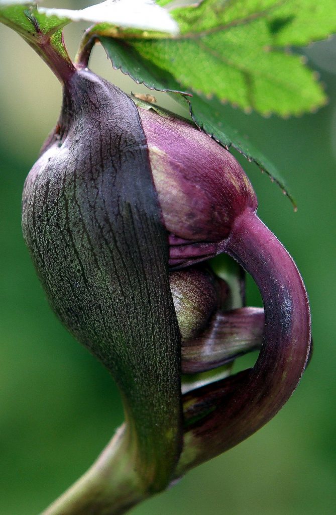 Morphology of flowering plants