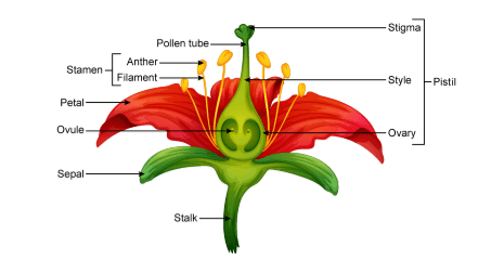 Sexual Reproduction in Flowering Plants