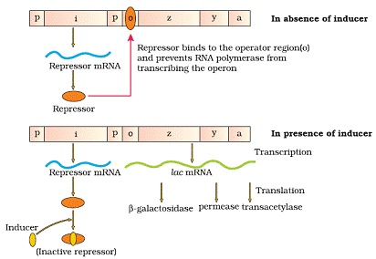 MOLECULAR BASIS OF INHERITANCE