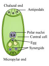 Functional Megaspore - Sexual Reproduction in Flowering Plants