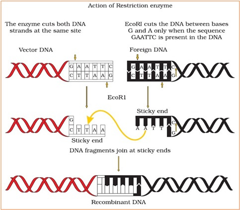 restriction enzyme