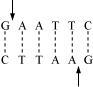 Restriction enzymes and DNA