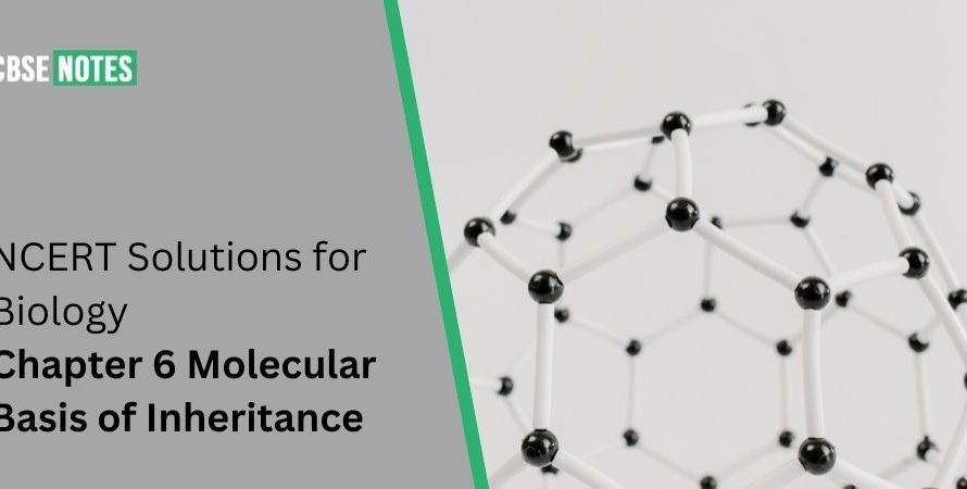 Class 12 Biology NCERT Solutions Chapter 6 Molecular Basis of Inheritance