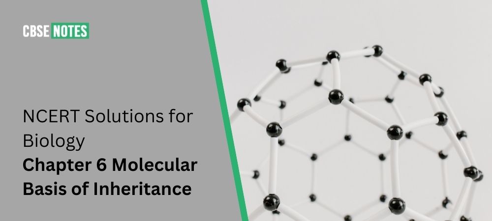 Molecular Basis of Inheritance