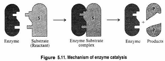 mechanism of enzyme catalysis