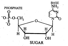 nucleoside and a nucleotide