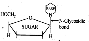 nucleic acids