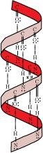 α-Helix structure