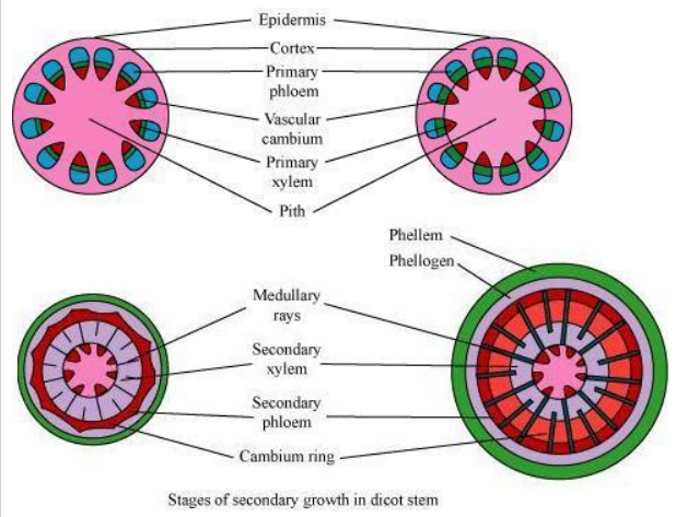 process of secondary growth in the stems 