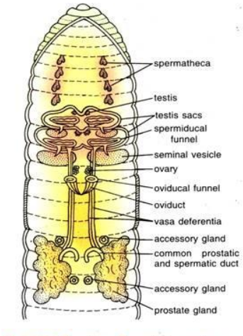  reproductive organs of an earthworm