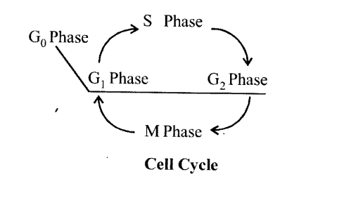  cell cycle