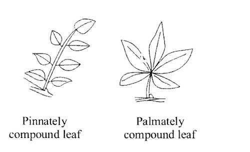 Pinnately compound leaf
Palmately compound leaf