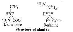  alanine