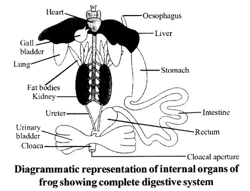 digestive system of frog