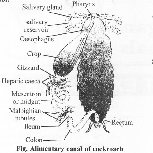  alimentary canal of a cockroach