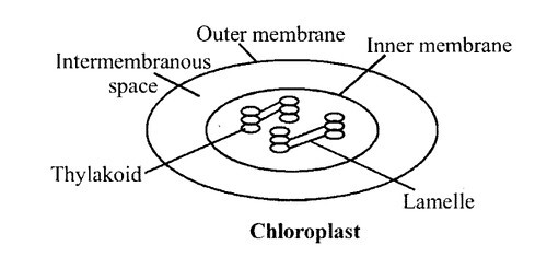 Chloroplast