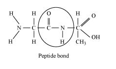 Peptide bond