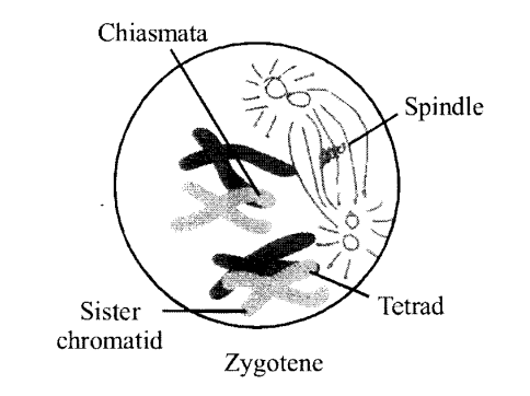 Synapsis