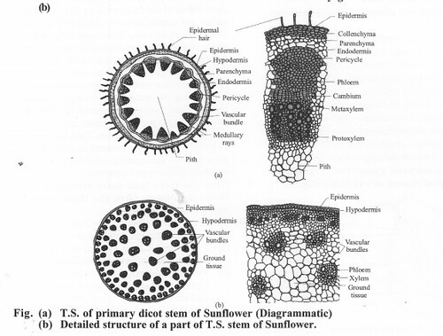 Monocot stem and Dicot stem