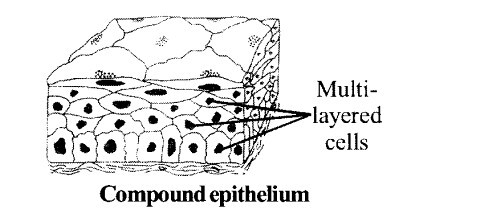 Compound epithelium