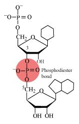 Phosphodiester bond