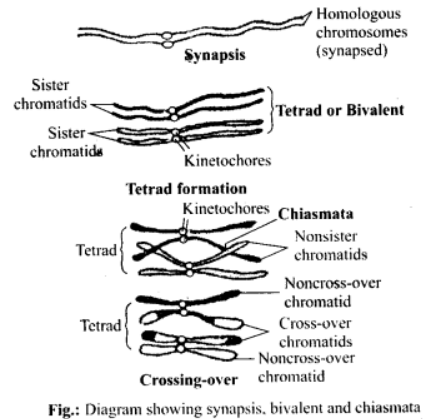 Bivalent