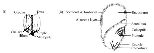 gram seed
V.S of maize seed