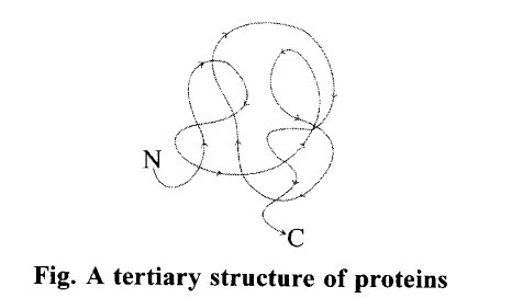 structure of proteins