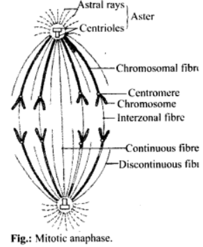 Mitotic anaphase