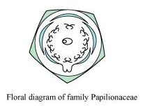 Floral diagram of family Papilionaceae