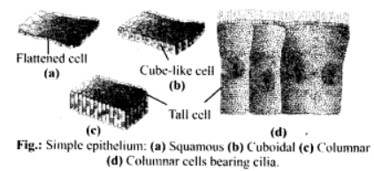 Ciliated epithelium