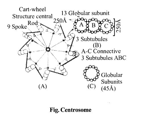 Centrosome