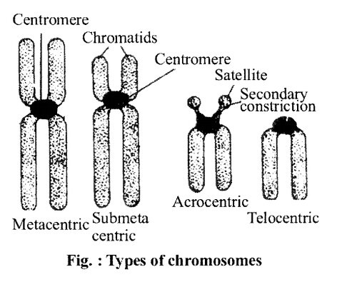 types of chromosomes