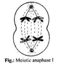 Meiotic anaphase