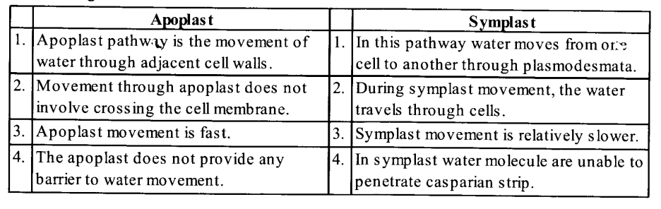 Apoplast and Symplast