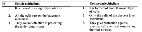  Simple epithelium and compound epithelium