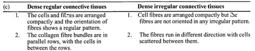  Dense regular and dense irregular connective tissues
