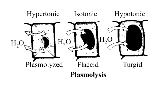 Plasmolysis