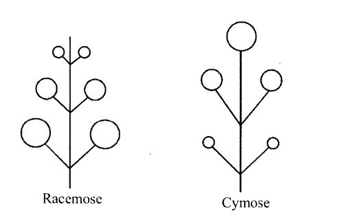 Racemose,Cymose