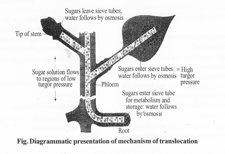 Diagrammatic presentation of mechanism of translocation