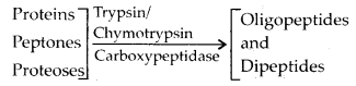 pancreatic juice