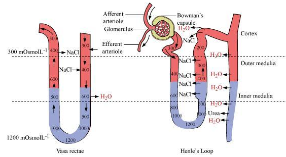 counter current mechanism