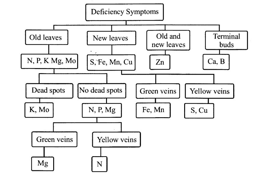 Deficiency Symptoms