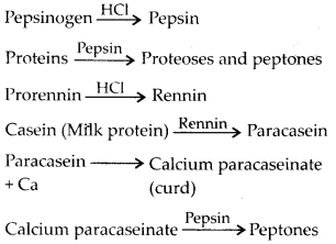 digestion of protein in stomach