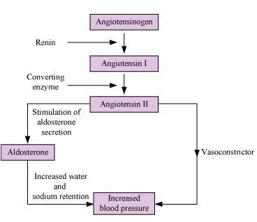 juxta glomerular apparatus 