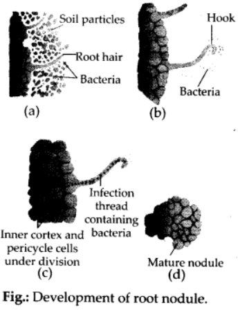 Development of root nodule