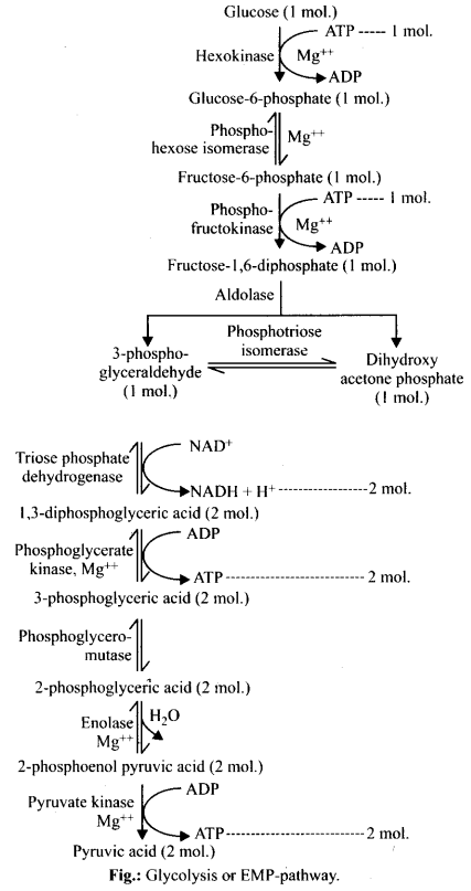 Glycolysis or EMP pathway