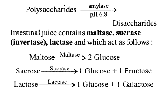  polysaccharides and disaccharides digested