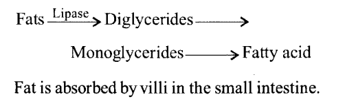 Digestion and Absorption